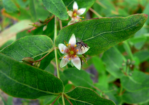 {Hypericum virginicum}